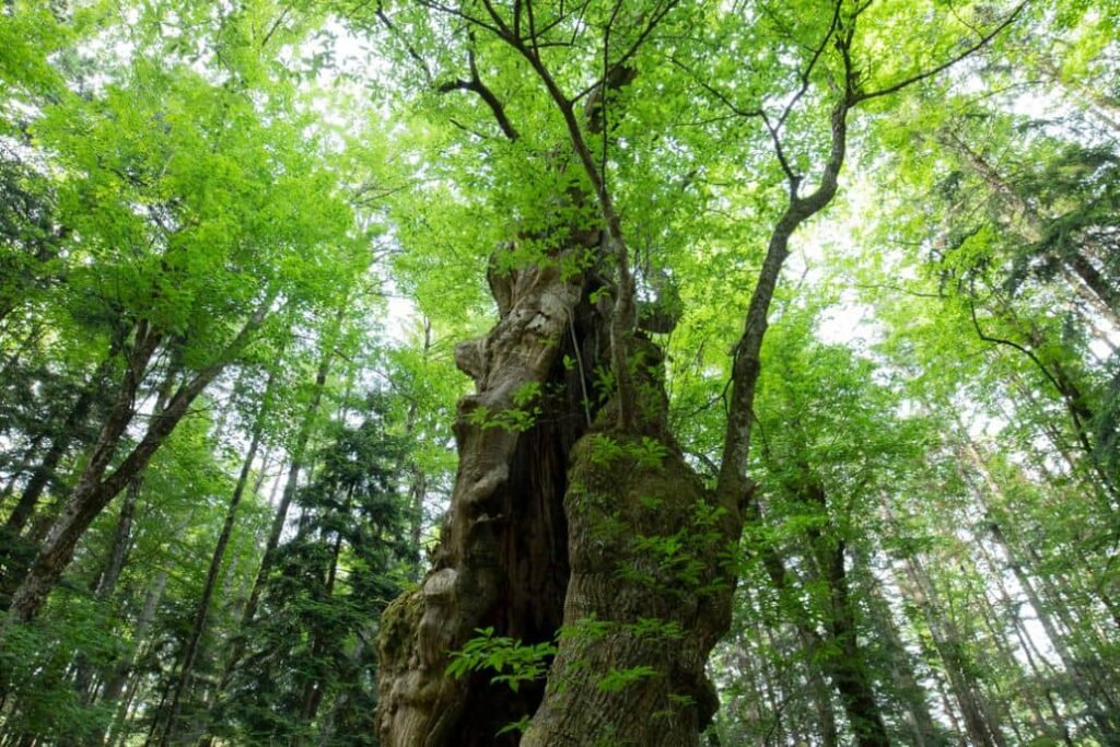 Il Castagno di Miraglia in Camaldoli.